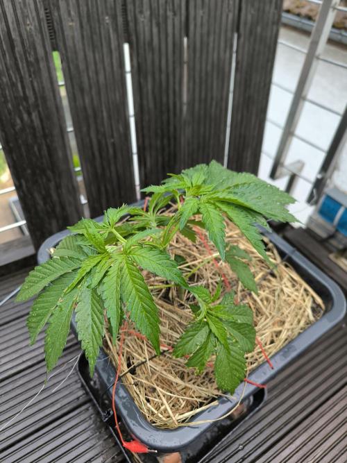 Lemon cherry gelato outdoor summer grow. Week 5