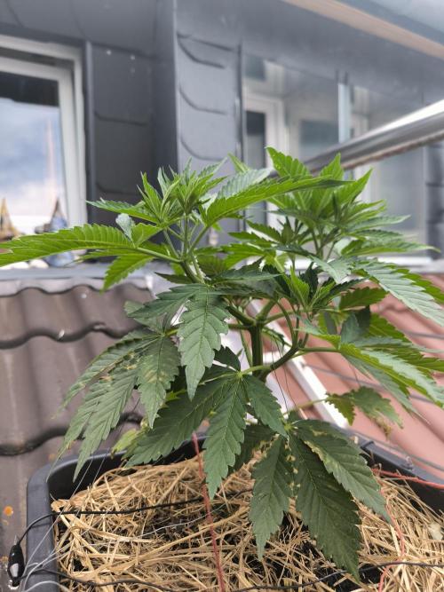 Lemon cherry gelato outdoor summer grow. Week 6