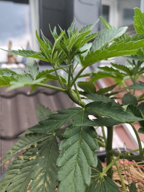 Lemon cherry gelato outdoor summer grow. Week 6