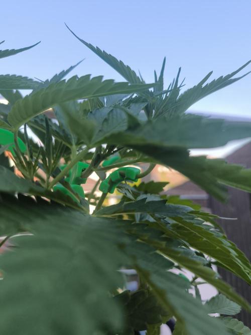 Lemon cherry gelato outdoor summer grow. Week 7