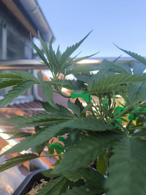 Lemon cherry gelato outdoor summer grow. Week 7
