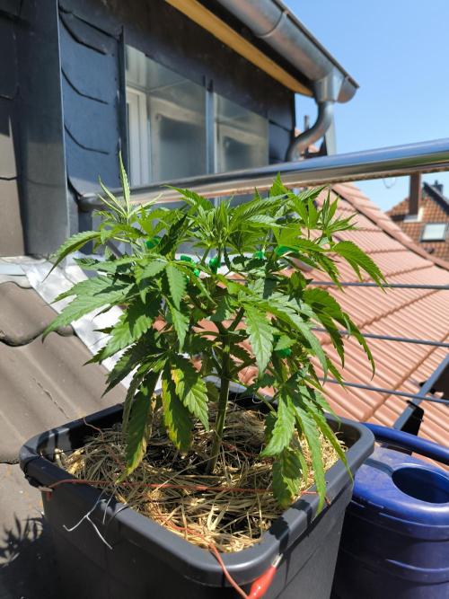 Lemon cherry gelato outdoor summer grow. Week 7