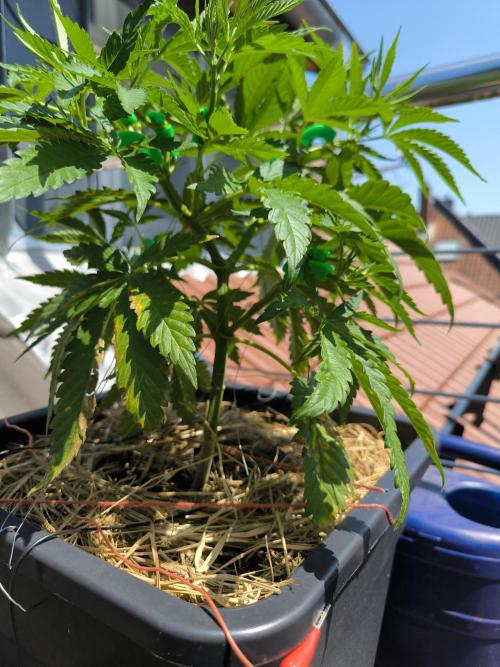 Lemon cherry gelato outdoor summer grow. Week 7