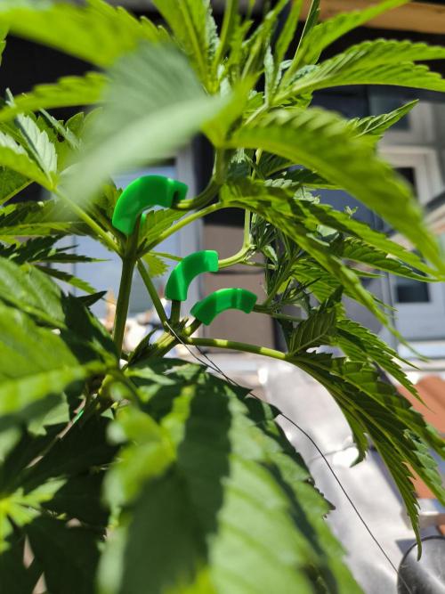 Lemon cherry gelato outdoor summer grow. Week 7