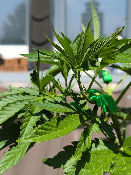 Lemon cherry gelato outdoor summer grow. Week 7