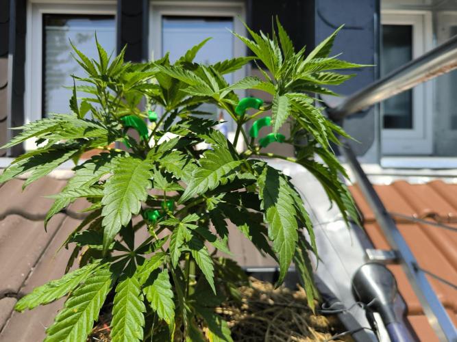 Lemon cherry gelato outdoor summer grow. Week 7