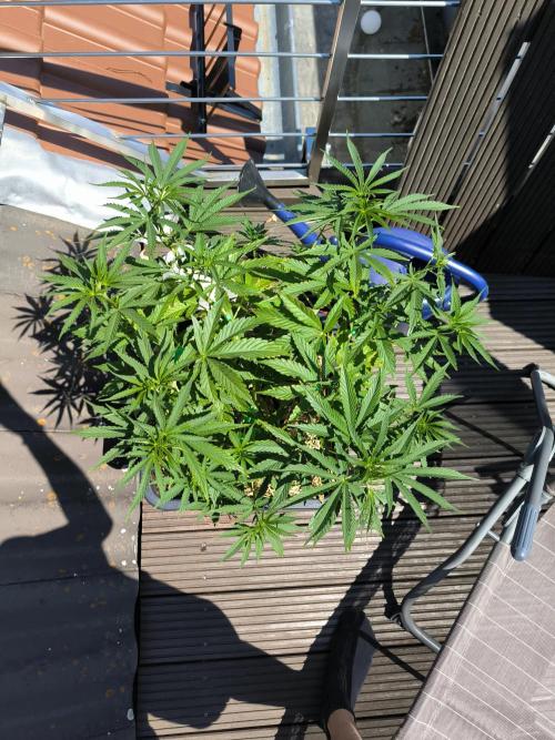 Lemon cherry gelato outdoor summer grow. Week 8