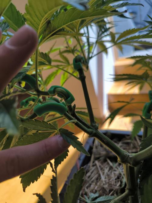 Lemon cherry gelato outdoor summer grow. Week 8