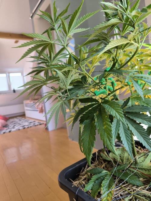 Lemon cherry gelato outdoor summer grow. Week 8
