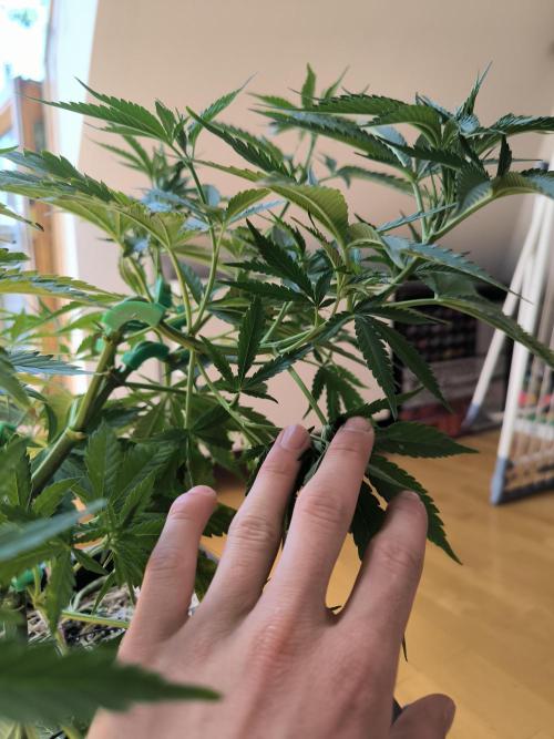 Lemon cherry gelato outdoor summer grow. Week 8