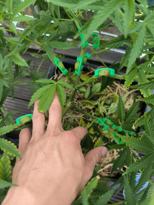 Lemon cherry gelato outdoor summer grow. Week 9