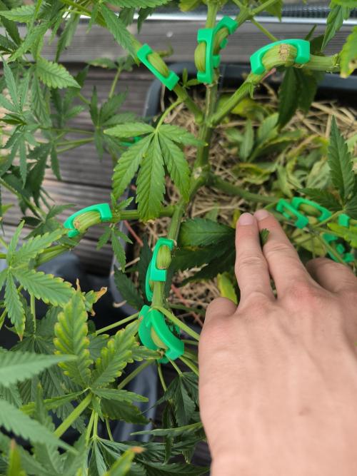 Lemon cherry gelato outdoor summer grow. Week 9