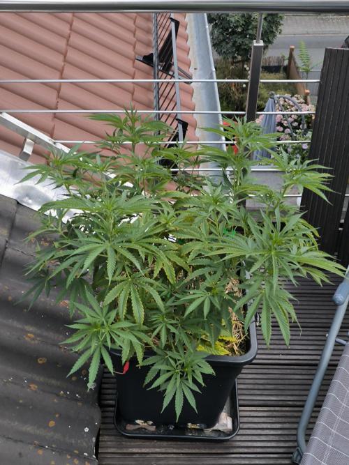 Lemon cherry gelato outdoor summer grow. Week 9