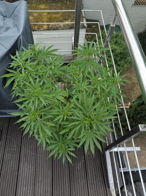 Lemon cherry gelato outdoor summer grow. Week 9