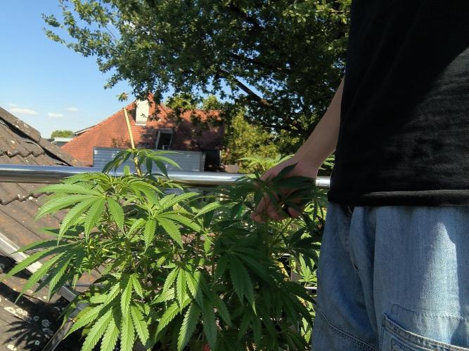 Lemon cherry gelato outdoor summer grow. Week 10