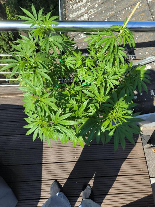 Lemon cherry gelato outdoor summer grow. Week 10