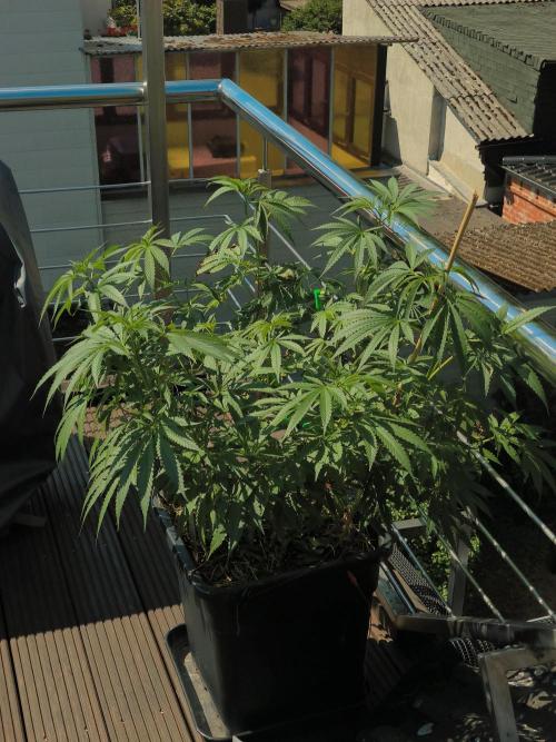 Lemon cherry gelato outdoor summer grow. Week 10