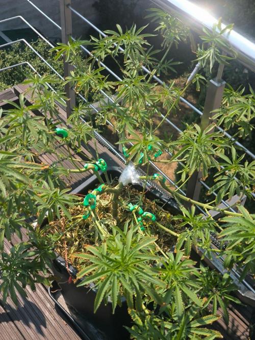 Lemon cherry gelato outdoor summer grow. Week 12