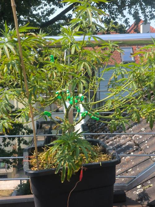 Lemon cherry gelato outdoor summer grow. Week 12