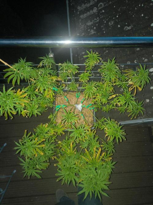 Lemon cherry gelato outdoor summer grow. Week 12