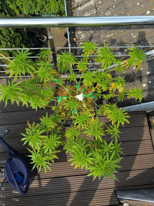 Lemon cherry gelato outdoor summer grow. Week 12