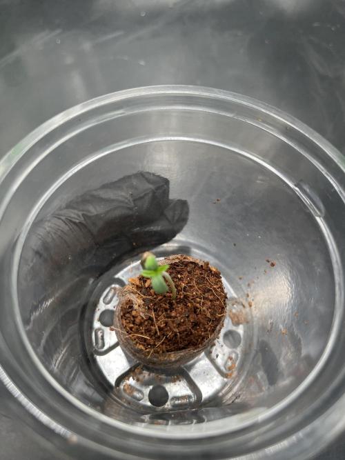 Huba Breeding - Ortega Gas fem. Week 1 - 22.06.26
Cotylodonen komplett geöffnet.