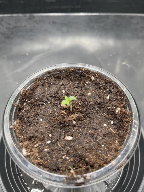 Huba Breeding - Ortega Gas fem. Week 1 - 22.06.26
Vor Durchwurzelung in 1L Topf gesetzt. 