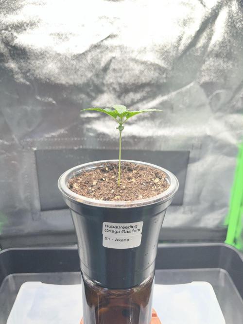 Huba Breeding - Ortega Gas fem. Week 1 - 28.06.26
Leider vergeilt da das Licht höher gehängt werden musste.