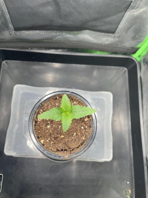 Huba Breeding - Ortega Gas fem. Week 2 - 29.06.