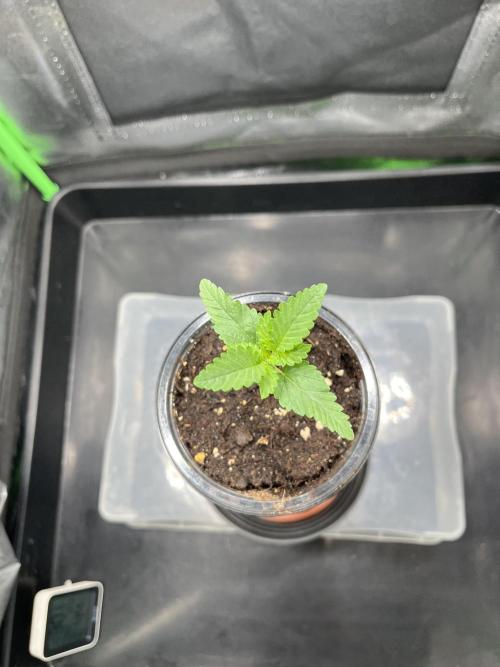 Huba Breeding - Ortega Gas fem. Week 2 - 30.06.