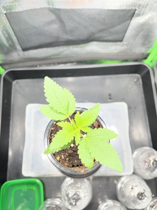 Huba Breeding - Ortega Gas fem. Week 2 - 02.07.