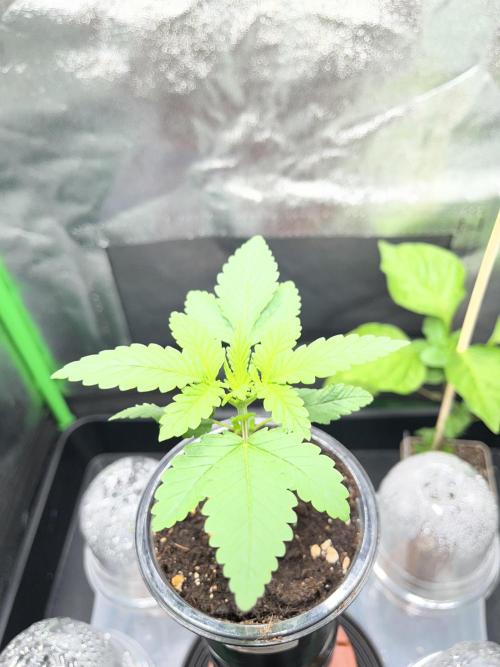 Huba Breeding - Ortega Gas fem. Week 2 - 03.07.