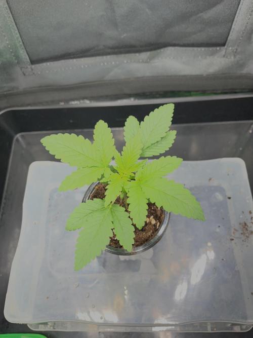 Huba Breeding - Ortega Gas fem. Week 2 - 04.07.