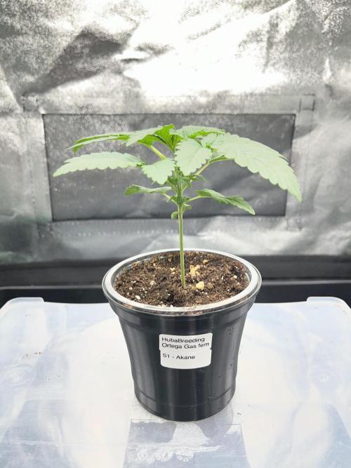 Huba Breeding - Ortega Gas fem. Week 2 - 05.07.