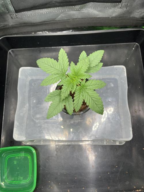 Ortega Gas fem. Week 2