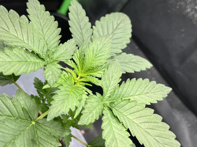 Huba Breeding - Ortega Gas fem. Week 3 - 07.07.26
Canopy.