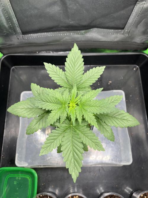 Huba Breeding - Ortega Gas fem. Week 3 - 09.07.26
DraufAnsicht.