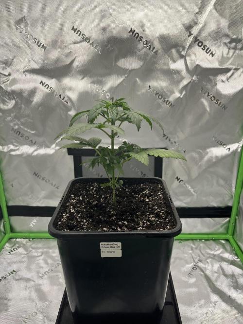 Huba Breeding - Ortega Gas fem. Week 3 - 12.07.26
Akane im 9l Endtopf.