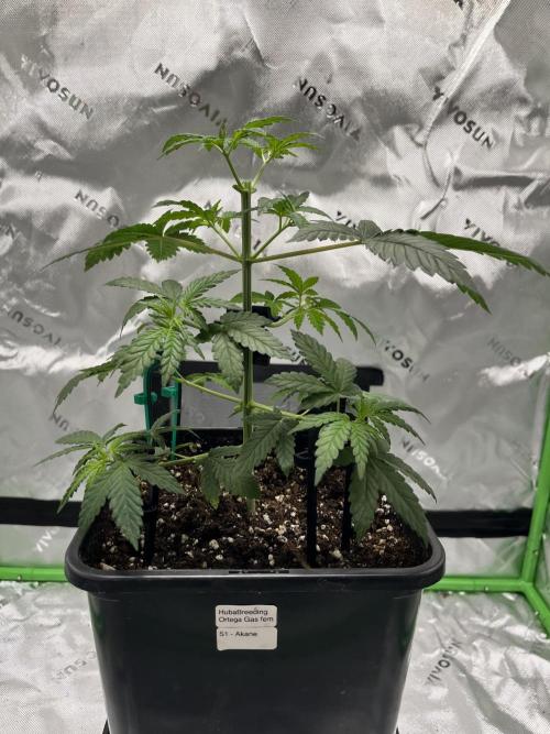 Huba Breeding - Ortega Gas fem. Week 3 - 15.07.26
Training
2. paar Pflanzspieße gesetzt.