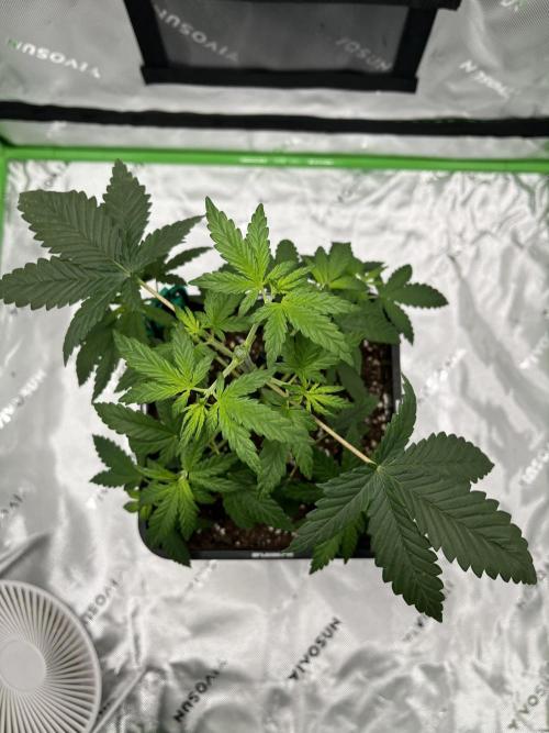 Ortega Gas fem. Week 3