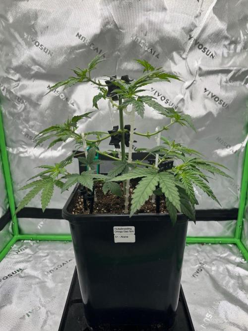 Huba Breeding - Ortega Gas fem. Week 4 - 23.07.26