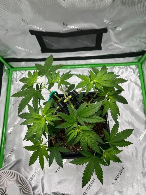 Huba Breeding - Ortega Gas fem. Week 4 - 23.07.26
