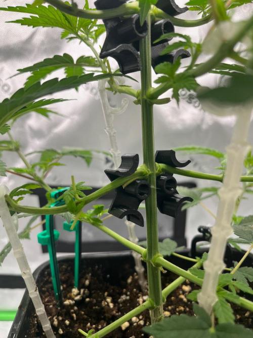 Huba Breeding - Ortega Gas fem. Week 4 - 26.07.26