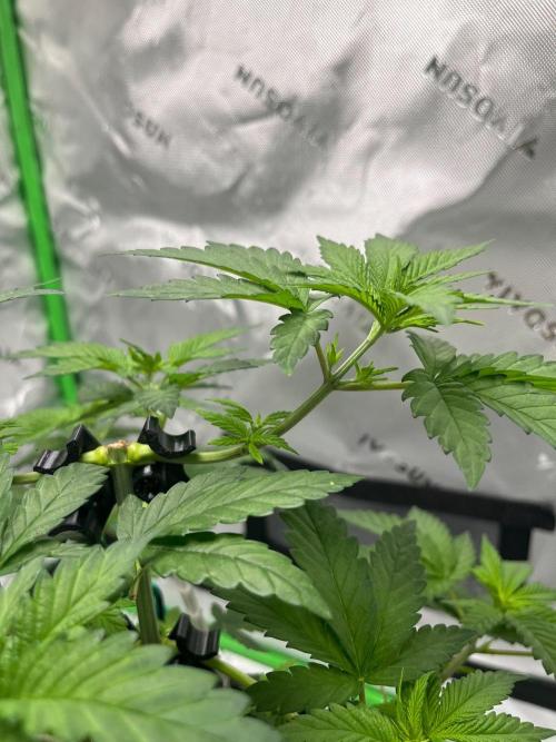 Huba Breeding - Ortega Gas fem. Week 4 - 26.07.26