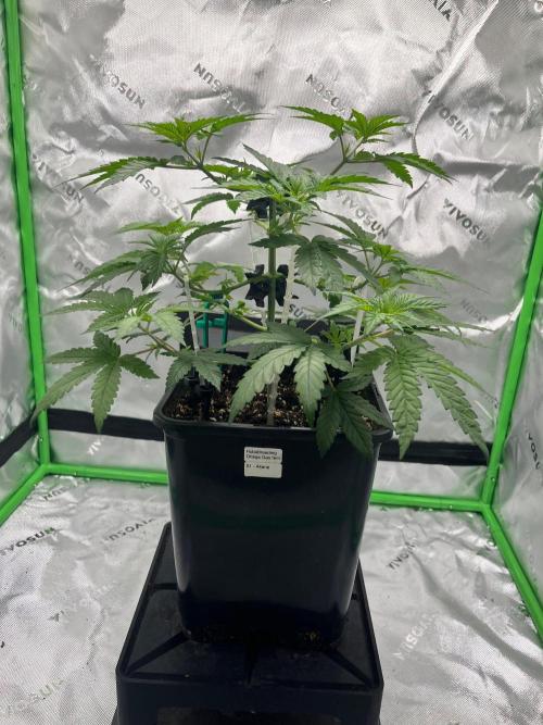 Huba Breeding - Ortega Gas fem. Week 4 - 26.07.26