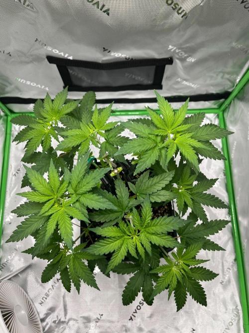Huba Breeding - Ortega Gas fem. Week 4 - 26.07.26
