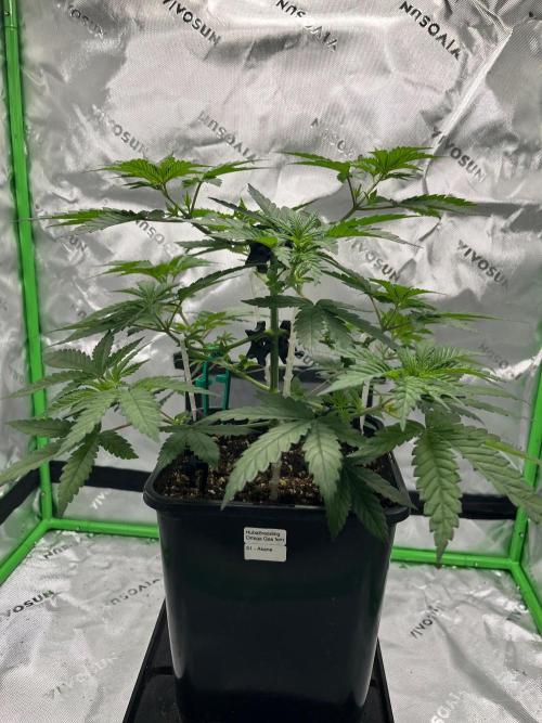 Huba Breeding - Ortega Gas fem. Week 4 - 27.07.26