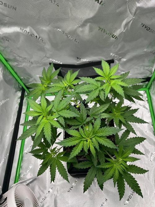 Huba Breeding - Ortega Gas fem. Week 4 - 27.07.26