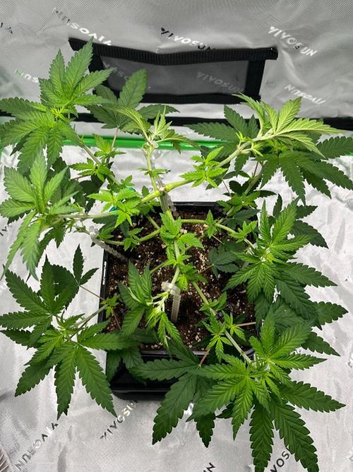 Huba Breeding - Ortega Gas fem. Week 4 - 27.07.26