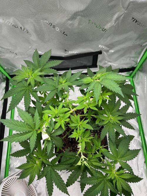 Huba Breeding - Ortega Gas fem. Week 4 - 29.07.26